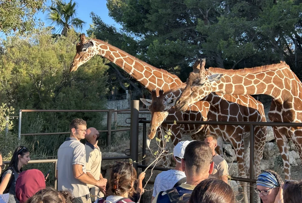 2025 09 06 sortie réserve Sigean pour les enfants de LA CLE (7)